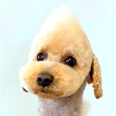 ワンちゃんの顔まわり