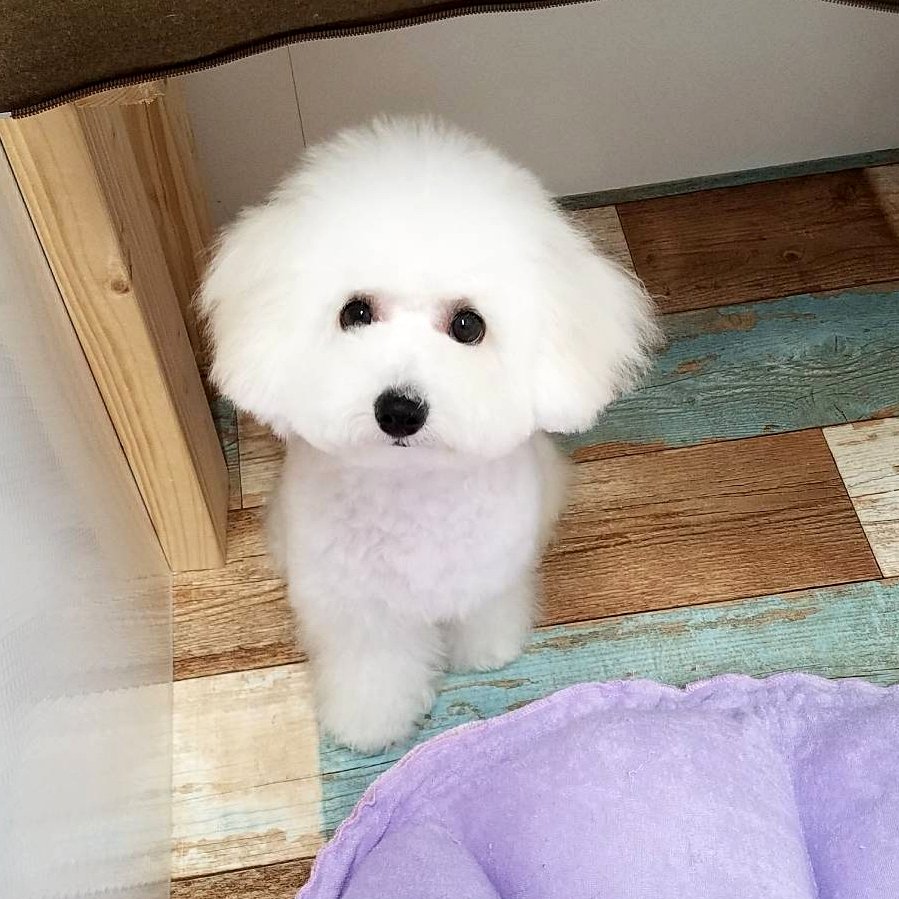 くつろぐワンちゃん